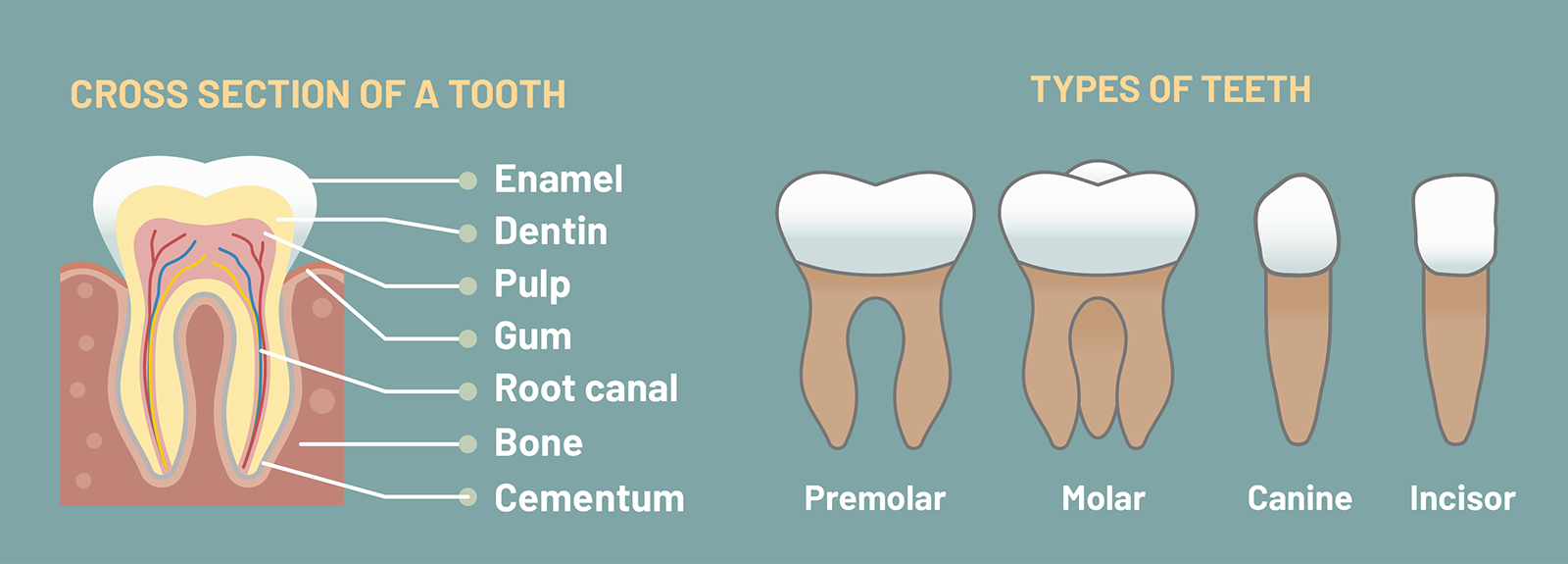 Facts About Deep Overbites, Schur Orthodontics